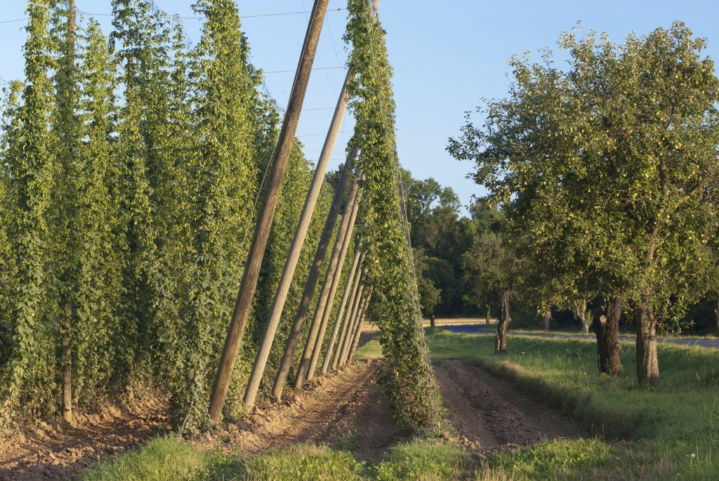 Houblon plant